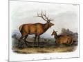 Wood Mount