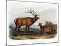 Wood Mount