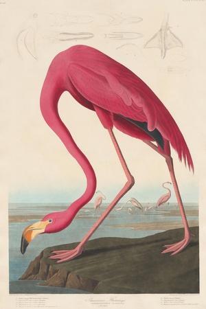 American Flamingo, 1838