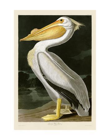 Art Print Home Decor Wall Art Poster C Great White Pelican On The Rocks 