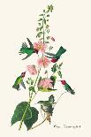 American Flamingo, 1838-John James Audubon-Giclee Print