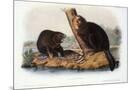 Wood Mount