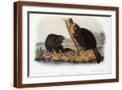 Brown Frame