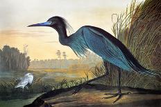 Great Blue Heron-John James Audubon-Mounted Giclee Print