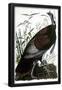 Essential Black