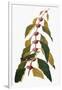 Gramercy White