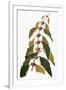 Gramercy White