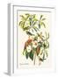 White Frame