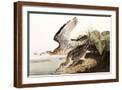 Brown Frame