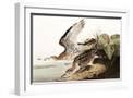 White Frame