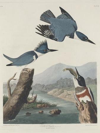 Kingfisher Posters & Wall Art Prints | AllPosters.com