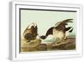 White Frame