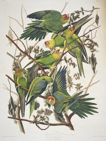 Carolina Parakeet, from "Birds of America," 1829