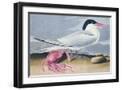 Black Frame