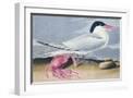 White Frame