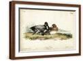Brown Frame