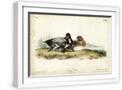 White Frame