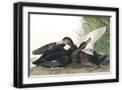 Black Frame