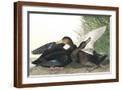 Brown Frame