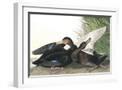 White Frame