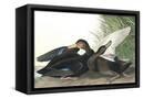 Canvas Black