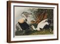 Brown Frame