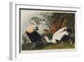 White Frame
