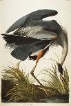 Canada Warblers-John James Audubon-Giclee Print