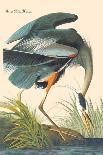 Arkansaw Flycatcher, Swallow-tailed Flycatcher and Says Flycatcher, 1837-John James Audubon-Giclee Print