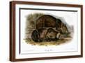 Brown Frame