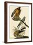 Brown Frame