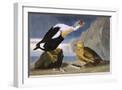 White Frame