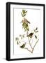 Black Frame