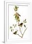 Gramercy White