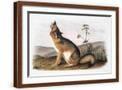 Brown Frame
