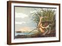 Brown Frame
