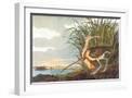 White Frame
