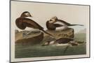 Wood Mount