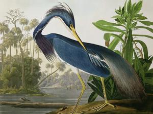 Louisiana Heron from "Birds of America" by John James Audubon