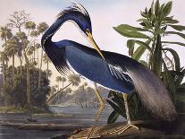 Audubon: Little Blue Heron-John James Audubon-Giclee Print