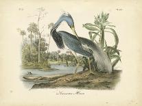 Audubon: Scarlet Ibis-John James Audubon-Giclee Print