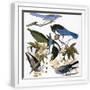 White Frame