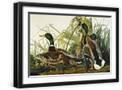 Black Frame