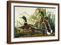 Brown Frame