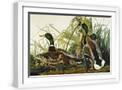White Frame