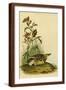 Brown Frame