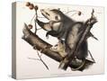 Stretched Canvas