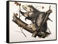 Canvas Black