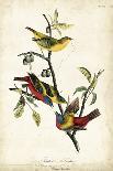 Painted Bunting-John James Audubon-Art Print