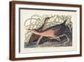 Brown Frame